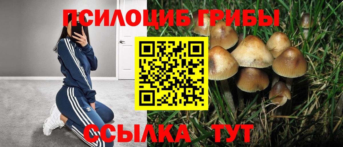 Псилоцибиновые грибы Cubensis Полысаево